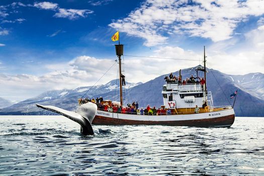 Húsavík Original Whale Watching — photo 2