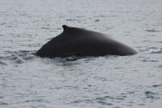 Whale Watching Tour w/ Transfer from Akureyri — photo 13