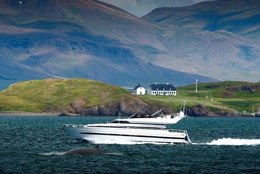 Whale Watching & Dolphin Yacht Cruise — photo 4