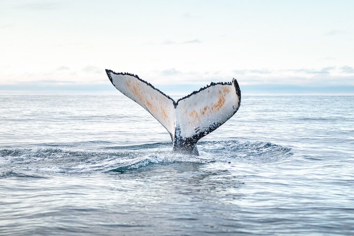 Húsavík Original Whale Watching, photo 7 of 9