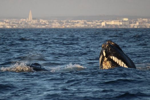 Reykjavík Premium Whale Watching — photo 18