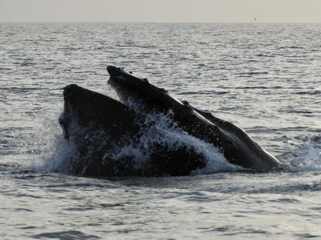 Reykjavík Premium Whales in the Midnight Sun — photo 26