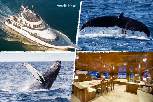Whale Watching Cruise from Reykjavík — photo 2