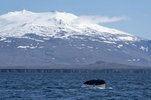 Whale Watching Ólafsvík - Snaefellsnes — photo 5