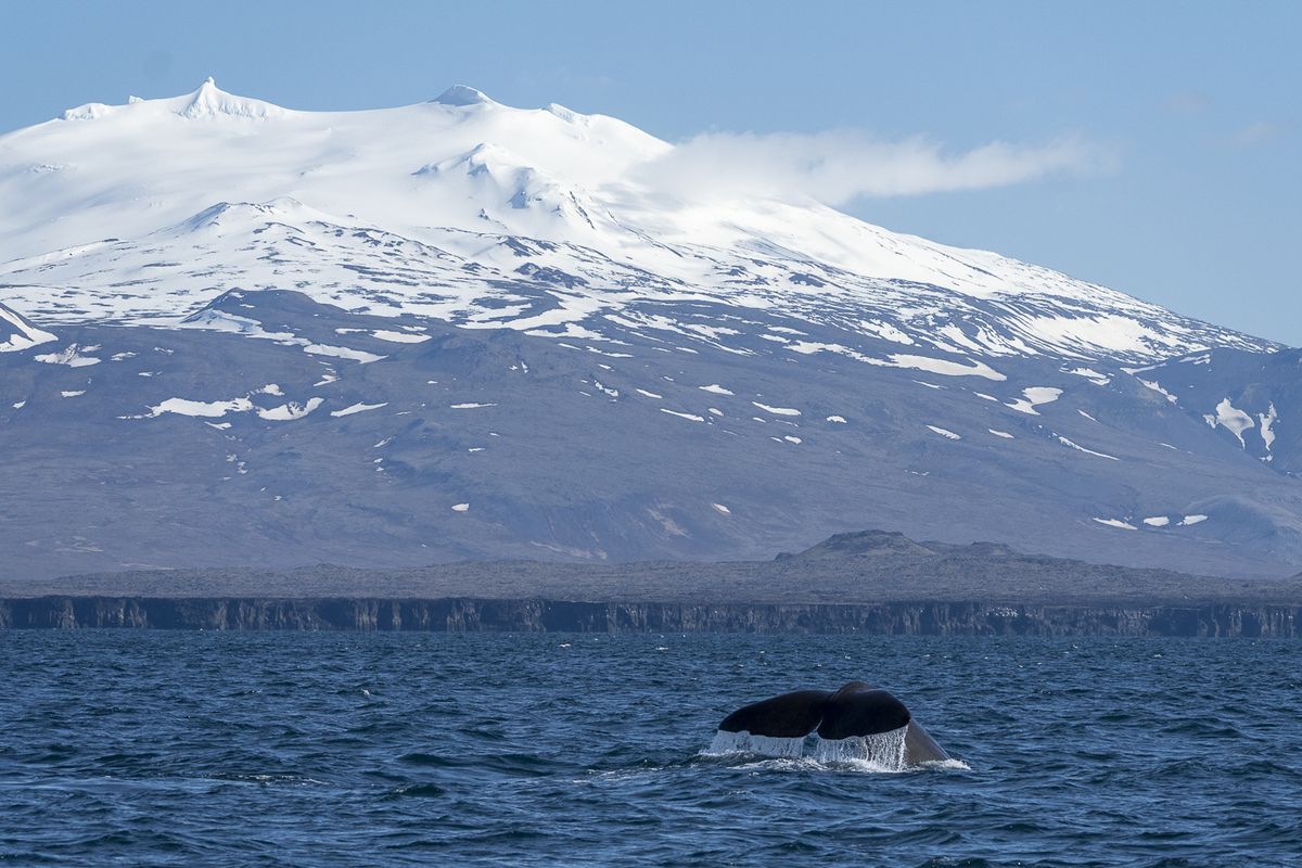 Whale Watching Ólafsvík - Snaefellsnes, photo 5 of 9