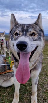 Siberian Husky dry land Dog sledding — photo 5