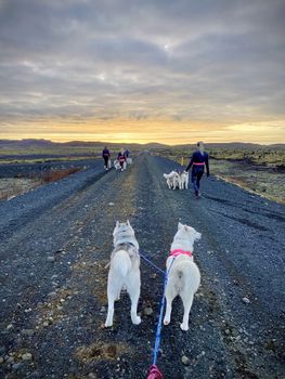 Private hiking with Siberian Huskies — photo 2