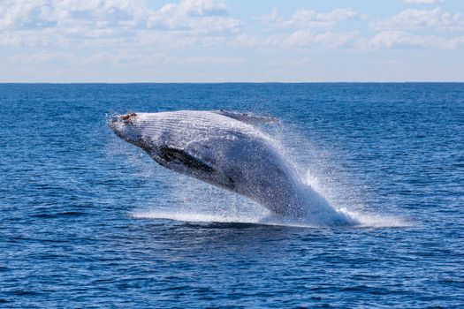 Whale Watching Cruise from Reykjavík — photo 8