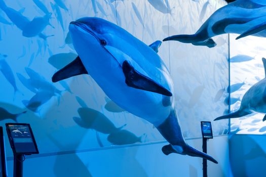 Whales of Iceland Museum Admission — photo 6
