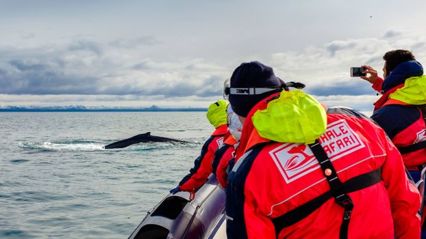 Reykjavík Premium Whale Watching — photo 5