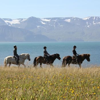 Whales & Horses