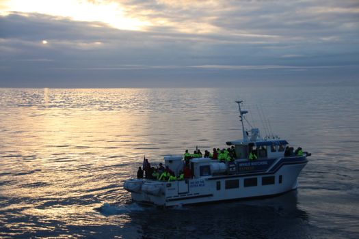 Whales & Sea Angling — photo 10