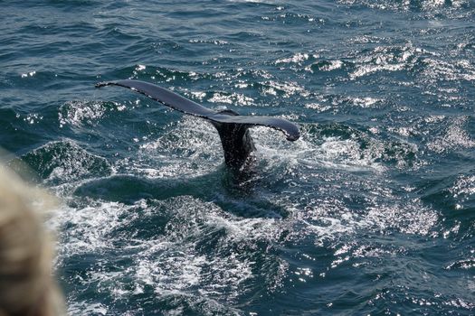 Whale watching - Downtown Reykjavík — photo 15