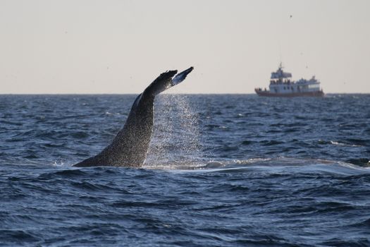 Reykjavík Premium Whales in the Midnight Sun — photo 18