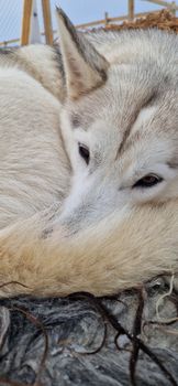 Siberian Husky Dog Sledding — photo 21