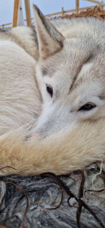 Siberian Husky Dog Sledding, photo 21 of 24