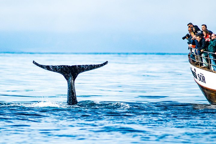 Húsavík Original Whale Watching, photo 3 of 9