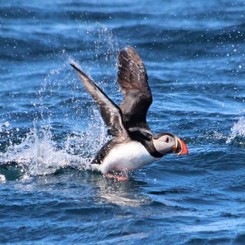 Big Whale Safari & Puffins — photo 4