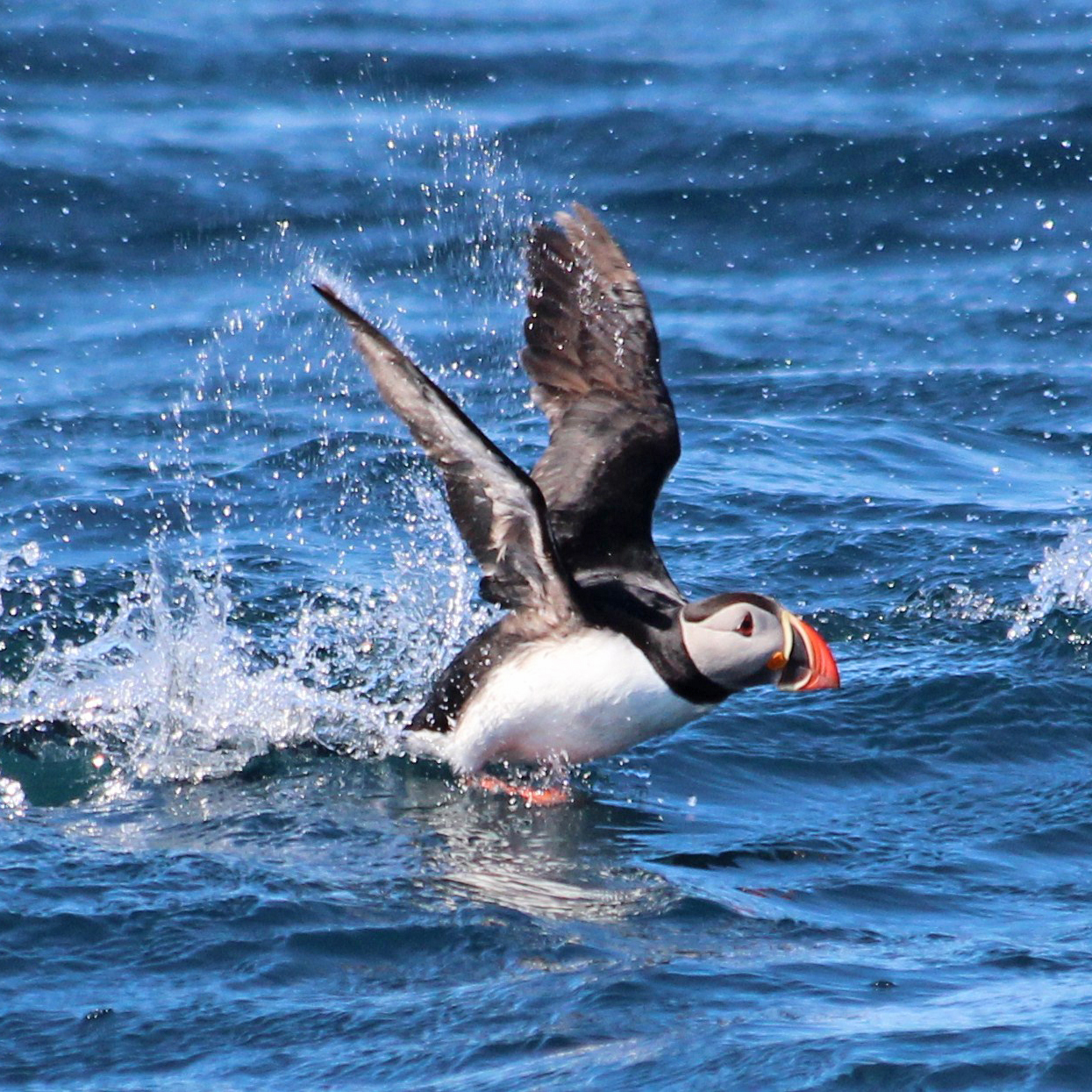 GG2 Big Whale Safari & Puffins, photo 4 of 6