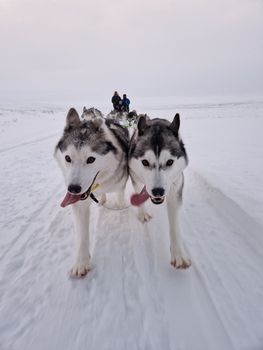 Siberian Husky Dog Sledding