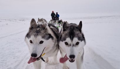 Siberian Husky Dog Sledding
