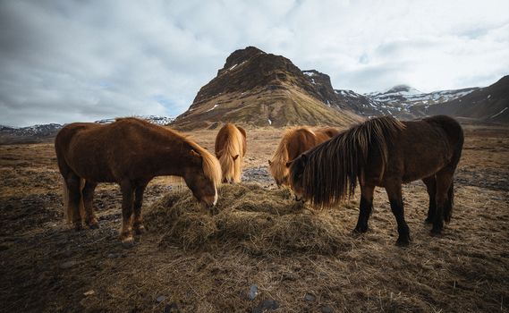 Snæfellsnes Peninsula | Private Tour | Photo Package Included — photo 6