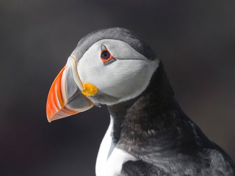 Puffin Watching Yacht Cruise from Downtown Reykjavík – Small Group Experience — photo 15