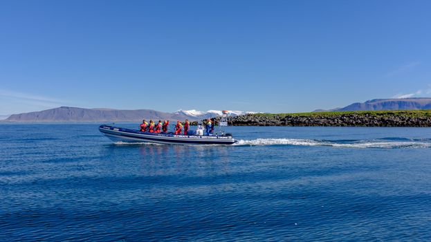 Premium Puffin Tour — photo 3