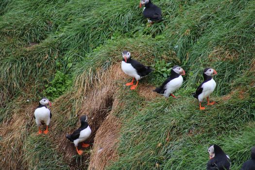 Reykjavík Premium Puffin Watching — photo 10