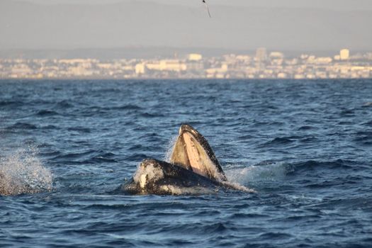 Reykjavík Premium Whales in the Midnight Sun — photo 12