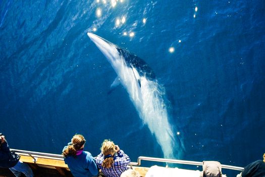 Silent Whale Watching (Carbon-Neutral) — photo 3