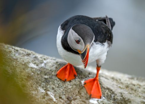 Ingólfshöfði Puffin Tour — photo 3