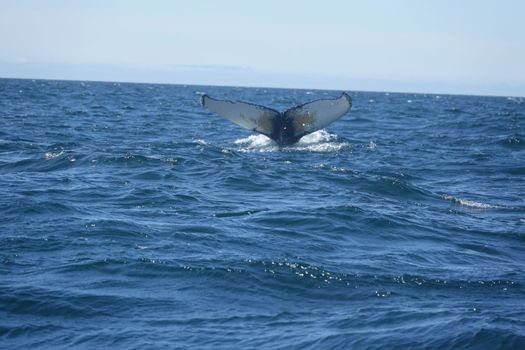 Whale watching - Downtown Reykjavík — photo 16