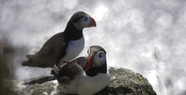 Puffin Express — photo 9