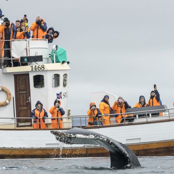 Whales & Horses — photo 4
