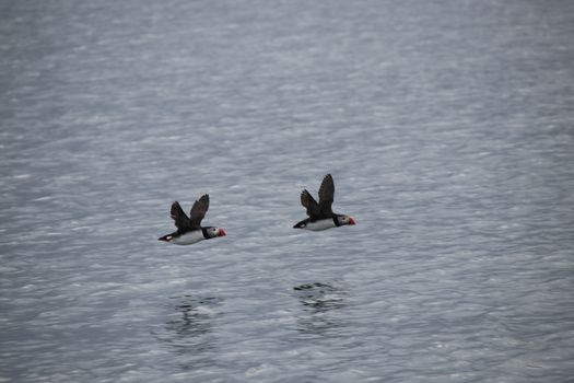 04F - Horses and Puffins — photo 8