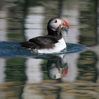 Big Whale Safari & Puffins — photo 6