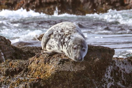 Express Whale Watching From Dalvík — photo 5