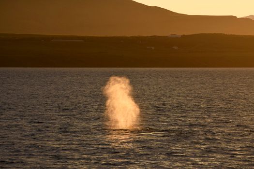 Akureyri Classic Whales in the Midnight Sun — photo 2