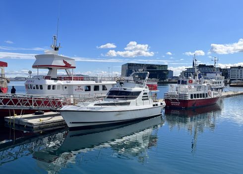 Reykjavík Whales & Puffins — photo 20