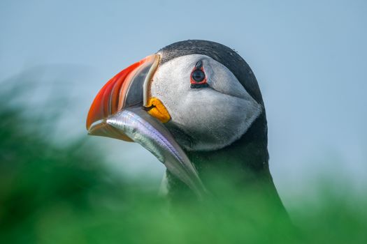 Ingólfshöfði Puffin Photo Tour — photo 7