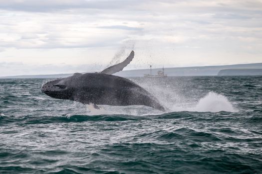Húsavík: Small-Family Run, Responsible Whale Watching — photo 7