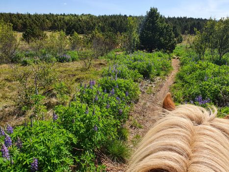 Red Lava Horse Riding Tour - Reykjavik — photo 8