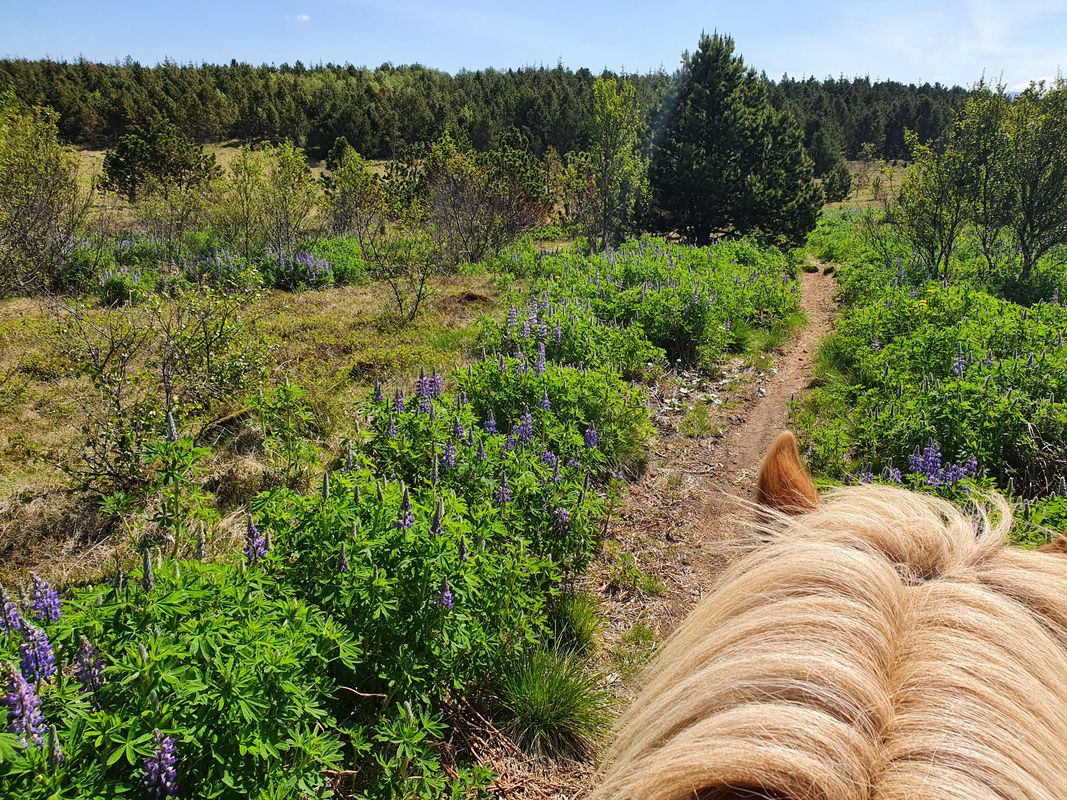 Red Lava Horse Riding Tour - Reykjavík, photo 7 of 7