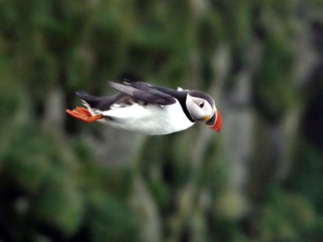 Puffin Watching Yacht Cruise from Downtown Reykjavík – Small Group Experience — photo 12