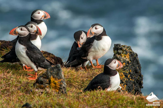 Vestmannaeyjar Day Tour — photo 4