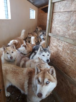 Siberian Husky Kennel Visit — photo 6
