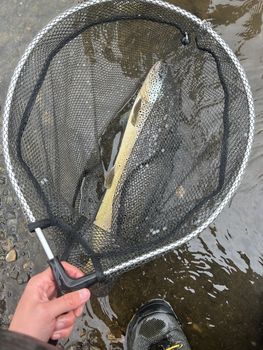 Private Fly Fishing Day Tour for Big Brown Trout - West Rangá Trout Beat — photo 6