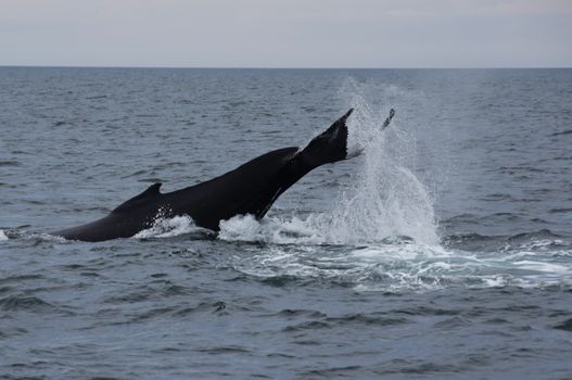 Whales & Auroras — photo 2