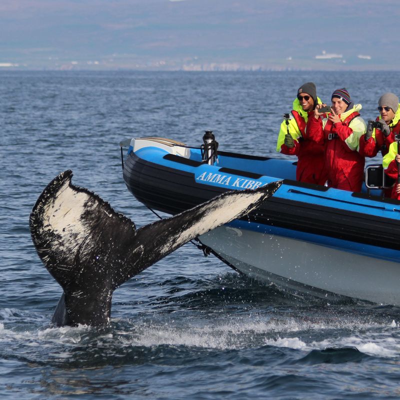GG2 Big Whale Safari & Puffins